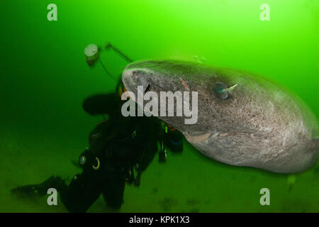 Grönland Grönland sleeper Shark Shark oder Somniosus Microcephalus () und Fotograf, St. Lawrence River, Kanada; parasitäre Copepoden auf Augenhöhe angebracht Stockfoto