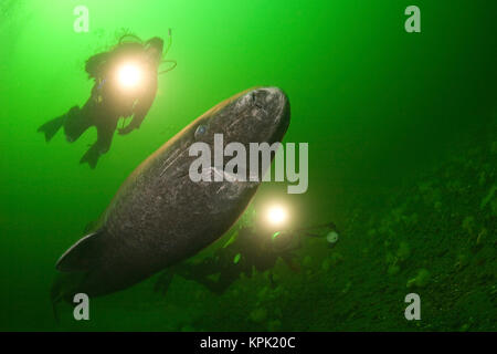 Grönland Grönland sleeper Shark Shark oder Somniosus Microcephalus, und Taucher, St. Lawrence River Estuary, Kanada, (Hai war wild und hemmungslos) Stockfoto