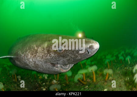 Grönland Grönland sleeper Shark Shark oder Somniosus Microcephalus) (schwimmt über auf dem Feld der Plumose oder Rüschen Anemonen; hat parasitäre Copepoden auf Auge Stockfoto