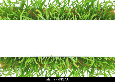 Frische grüne Gras Banner auf weißem Hintergrund Stockfoto