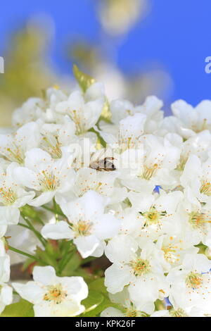 Honeybee ernten Pollen von blühenden Blumen Stockfoto