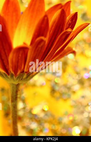 Seitenansicht des Orange Blume mit bunten bokeh Hintergrund Stockfoto