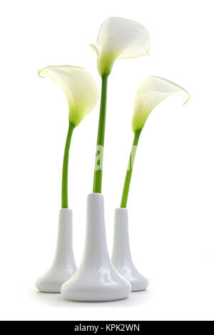 Calla Lilien in weiß Vasen auf weißem Hintergrund Stockfoto