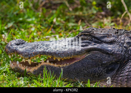 Eine amerikanische Alligator (Alligator mississippiensis) aalt sich in der Sonne im Shark Valley, Everglades National Park, Florida, Vereinigte Staaten von Amerika