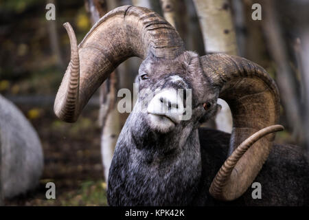 Stein Schafe (Ovis dalli stonei), Captive, Yukon Territory, Kanada Stockfoto