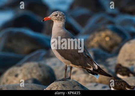 Ein heermann Möwe (Larus heermanni) liegt am Ufer des Seaside Bucht; Seaside, Oregon, Vereinigte Staaten von Amerika Stockfoto