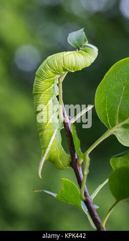 Tabakkäfer Caterpillar (Manduca sexta) Klettern eine Pflanze Stengel; Ontario, Kanada Stockfoto