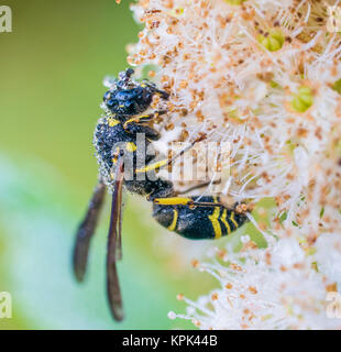 Potter Wasp (Eumenes fraternus) in Tau aufliegt und auf ein Werk; Ontario, Kanada Stockfoto