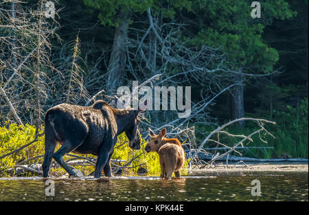 Kuh und Kalb Elch (alces alces) waten im Wasser am Ufer eines Sees im Nordosten von Ontario, Ontario, Kanada Stockfoto