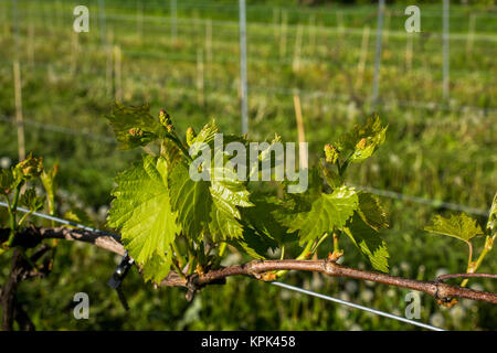 Frontenac Gris Trauben wachsen auf einem Weinstock; Shefford, Quebec, Kanada Stockfoto