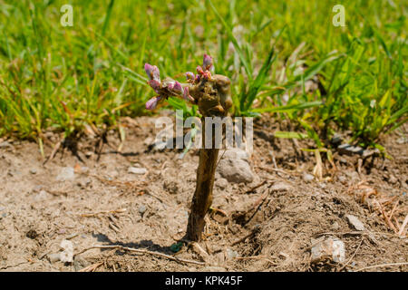 St. Pepin Rebsorten nur nach dem Einpflanzen; Shefford, Quebec, Kanada Stockfoto