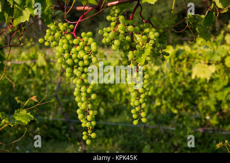 Frontenac Gris Trauben wachsen auf einem Weinstock; Shefford, Quebec, Kanada Stockfoto