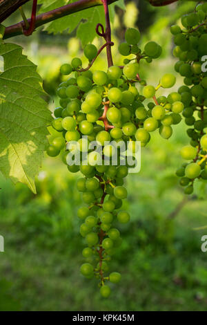 Frontenac Gris Trauben wachsen auf einem Weinstock; Shefford, Quebec, Kanada Stockfoto