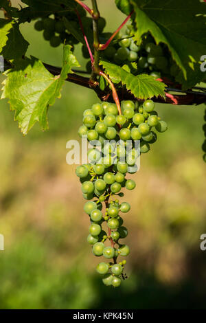 Frontenac Gris Trauben wachsen auf einem Weinstock; Shefford, Quebec, Kanada Stockfoto