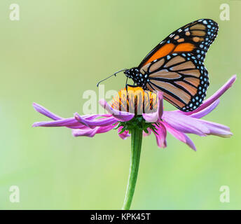Monarchfalter (danaus Plexippus) ruht auf einem Purple cone Flower (Asteraceae); Ontario, Kanada Stockfoto
