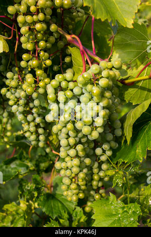 Frontenac Gris Trauben wachsen auf einem Weinstock; Shefford, Quebec, Kanada Stockfoto