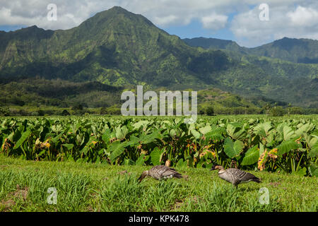 Nene (Branta sandvicensis) und Taro Patches, Hanalei National Wildlife Refuge, Hanalei Valley; Hanalei, Kauai, Hawaii, Vereinigte Staaten von Amerika Stockfoto