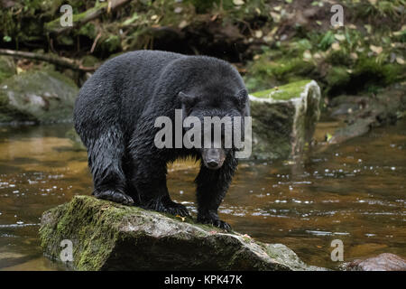 Ein schwarzer Bär (Ursus americanus) steht auf einem Felsen in der Mitte von einem Fluss; Hartley Bay, British Columbia, Kanada Stockfoto