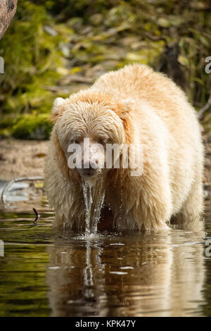 Ein kermode Bear (Ursus americanus kermodei), auch bekannt als Geist tragen, im Wasser mit Wasser abtropfen Es Fell Stockfoto