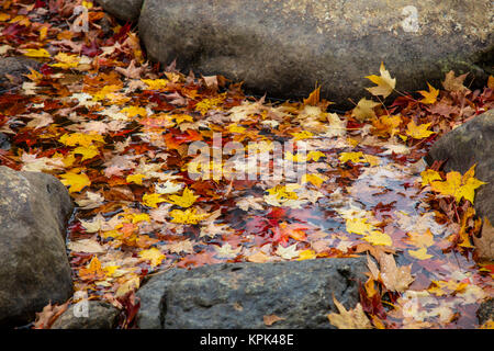 Gefallenen Herbst bunte Blätter floating in einem Strom von großen Felsen umgeben, White Mountains National Forest; New England, Vereinigte Staaten von Amerika Stockfoto