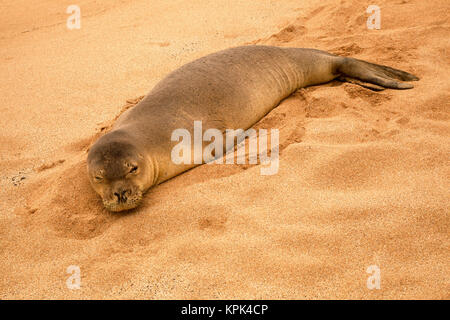 Eine Hawaiianische Mönchsrobbe (Neomonachus schauinslandi) ruht auf Papohauk Strand auf der Insel Molokai; Molokai, Hawaii, Vereinigte Staaten von Amerika Stockfoto