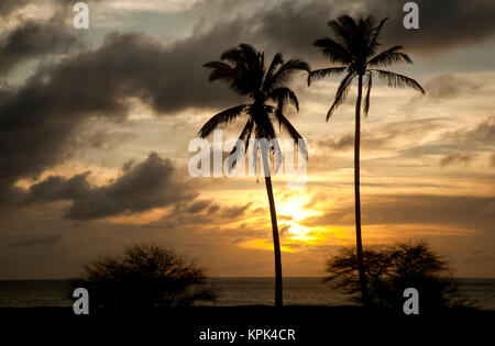 Zwei Kokospalmen mit Blick aufs Meer und die dramatische Himmel über bei Sonnenuntergang, Papohaku Strand; Molokai, Hawaii, Vereinigte Staaten von Amerika Stockfoto