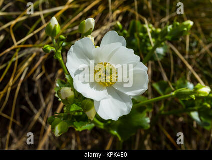 Mount Cook Lily (Ranunculus Lyallii), einer alpinen Blume in Arthur's Pass National Park; Arthur's Pass, Neuseeland Stockfoto