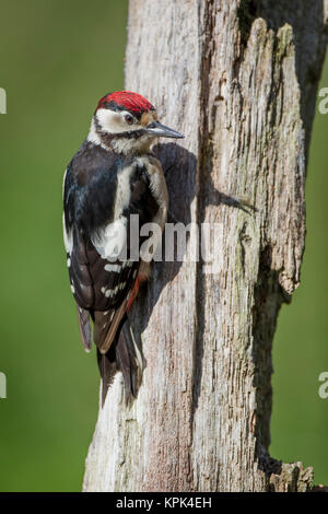 Buntspecht (Dendrocopos major) auf einem toten Baum gehockt; Dumfries und Galloway, Schottland Stockfoto