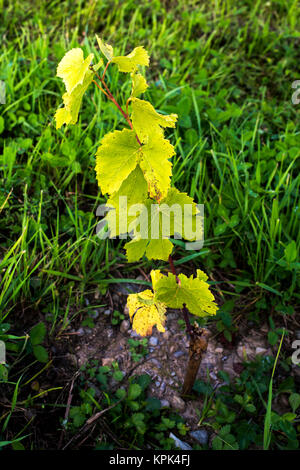 Zwei Monate Wachstum von St. Pepin Weinreben nach dem Einpflanzen; Shefford, Quebec, Kanada Stockfoto