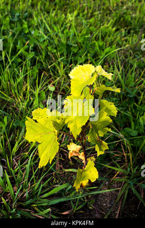 Zwei Monate Wachstum von St. Pepin Weinreben nach dem Einpflanzen; Shefford, Quebec, Kanada Stockfoto