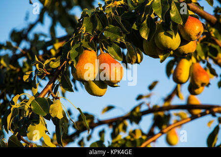 Birnen wachsen auf einem Baum mit einem blauen Himmel im Hintergrund; Shefford, Quebec, Kanada Stockfoto