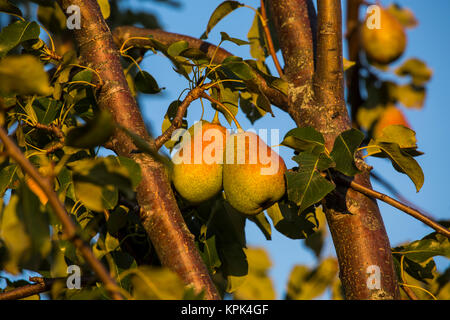 Birnen wachsen auf einem Baum mit einem blauen Himmel im Hintergrund; Shefford, Quebec, Kanada Stockfoto