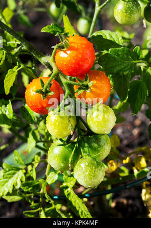 Nahaufnahme eines Clusters von Reife und Unreife Tomaten auf eine Pflanze im Garten nass mit Wassertropfen, Calgary, Alberta, Kanada Stockfoto