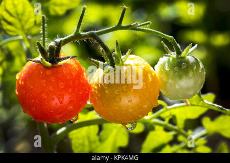 Nahaufnahme eines Clusters von Reife und Unreife Tomaten auf eine Pflanze im Garten nass mit Wassertropfen, Calgary, Alberta, Kanada Stockfoto