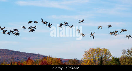 Kanadagänse (Branta canadensis) im Flug in einem blauen Himmel mit Wolken und im Herbst bunte Laub auf den Hügeln unten; Fulford, Quebec, Kanada Stockfoto