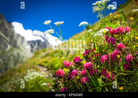 Alpenrose (Rhododendron ferrugineum) blühen unter anderem Wildblumen in Wiese, Val Ferret, La Vachey, Aostatal, Italien Stockfoto