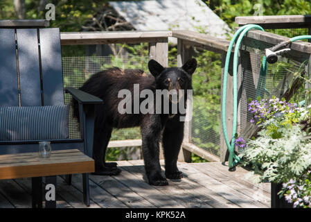 Ein schwarzer Bär (Ursus americanus) Cub steht auf einem privaten Deck in die Kamera schaut; See des Holzes, Ontario, Kanada Stockfoto