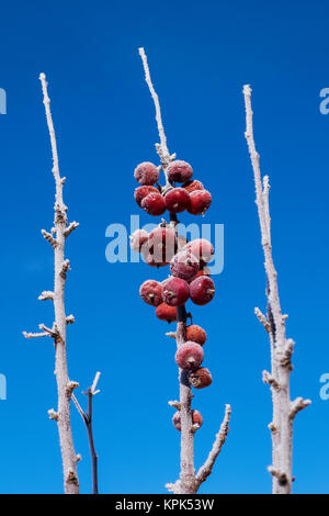 Lila Spire säulig Holzapfel auf einem Zweig im Rauhreif vor blauem Himmel bedeckt; Stony Plain, Alberta, Kanada Stockfoto