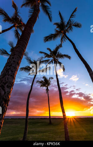 Die Sonne hinter der Silhouette Palmen, Kihei, Maui, Hawaii, Vereinigte Staaten von Amerika Stockfoto