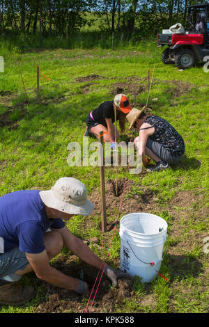 Arbeitnehmer Anpflanzung von Weinreben im Bereich eines Weinbaubetriebs; Shefford, Quebec, Kanada Stockfoto