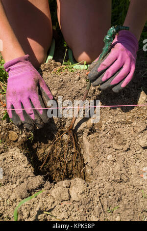 Arbeitnehmer Anpflanzung von Weinreben in einem Feld; Shefford, Quebec, Kanada Stockfoto