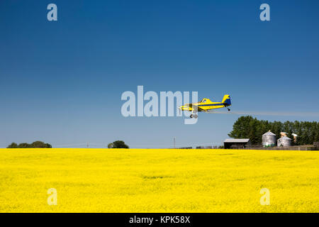 Tief fliegenden Crop duster Spritzen in einem blühenden Rapsfeld mit blauem Himmel, östlich von Beiseker, Alberta, Kanada Stockfoto