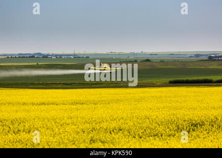 Tief fliegenden Crop duster Spritzen in einem blühenden Rapsfeld mit blauem Himmel, östlich von Beiseker, Alberta, Kanada Stockfoto