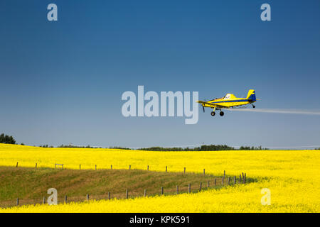 Tief fliegenden Crop duster Spritzen in einem blühenden Rapsfeld mit blauem Himmel, östlich von Beiseker, Alberta, Kanada Stockfoto