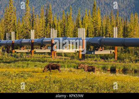 Zwei Elche (alces alces), ein Bulle und eine Kuh, grasen in der Nähe der Trans-Alaska Pipeline entlang der Dalton Highway in der frühen Morgensonne Stockfoto