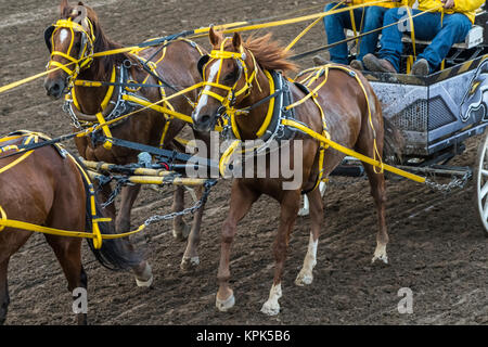 Cowboys reiten in einem Schlitten hinter ein Team der Pferde bei der Calgary Stampede, Calgary, Alberta, Kanada Stockfoto