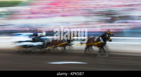 Motion Blur von Cowboys reiten in einem Schlitten hinter ein Team der Pferde vor der Zuschauer auf der Tribüne bei der Calgary Stampede Stockfoto