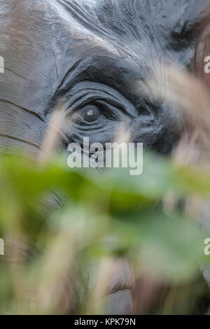 Tembo elephant Skulptur des Künstlers Stephan Derrick Hudson bei Sculpture Park Windsor Ontario Kanada Stockfoto