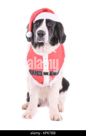 Landseer Hund weihnachten santa weiße Welpen xmas Stockfoto