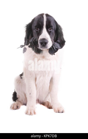 Landseer Hund weihnachten santa weiße Welpen xmas Stockfoto